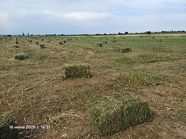 сена пресс: Сено в тюках (прямоугольные кипы) - Свежескошенное луговое — 2