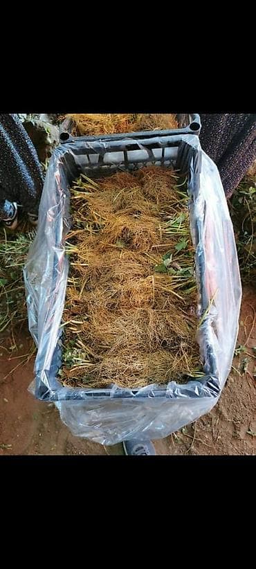 Уруктар жана көчөттөр: Рассада клубники Альбион А+ (bare root) в пластиковых ящиках - — 5