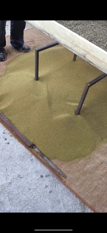 где купить саженцы в бишкеке: Уруктар тоют өсүмдүктөрүнүн: Беде, Акылуу жеткирүү — 2