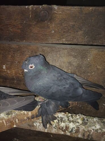 сх животные и товары: Продаю голубей все вольные есть и закрытые на продажу есть и самцы и — 6