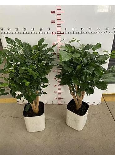 Женское счастье (Спатифиллюм): Комнатные растения в горшках - Азалия индийская (Rhododendron — 4