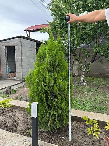 туя смарагд цена: Туи западные (вероятно сорт Смарагд) для озеленения участка. - Форма — 5