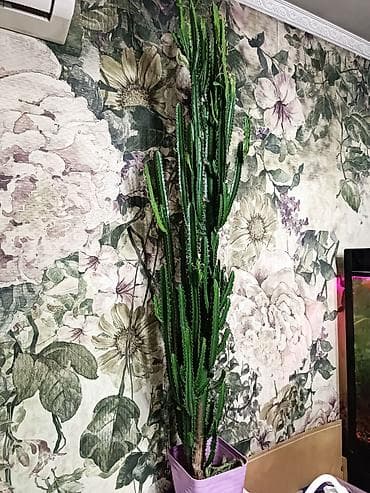 Молочай (Эуфорбия) +130 см кактусоподобный — высокий комнатный