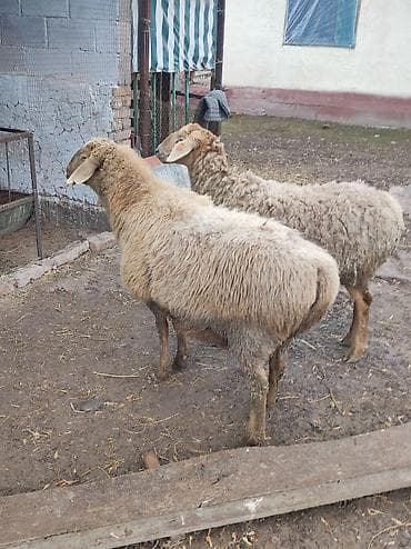 кормушка для кроликов: Продаю | Овца (самка) | Для разведения | Матка — 3