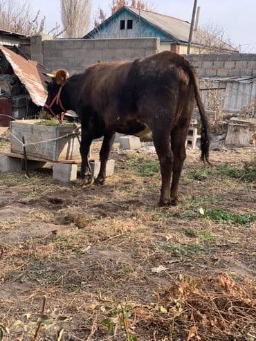 за сколько дней до отела корова наливает вымя: Продаю | Корова (самка) | Полукровка | Для молока | Нетель — 5