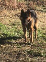 щенки немецкой овчарки даром: Овчарка, 3 года, Самец, С прививкой — 5