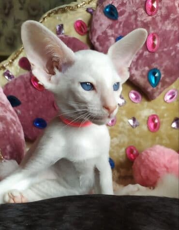 новорожденные котята: Ориентальная, 2 месяца, Мальчик, Рыжий, Приучена к лотку, Проглистована, С документами — 16