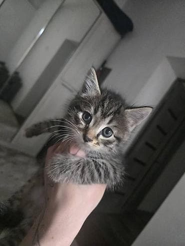Котята, домашние, ласковые. Смешаны с Мейкуном Особенности: - at lalafo.kg Котята, домашние, ласковые. Смешаны с Мейкуном Особенности: -