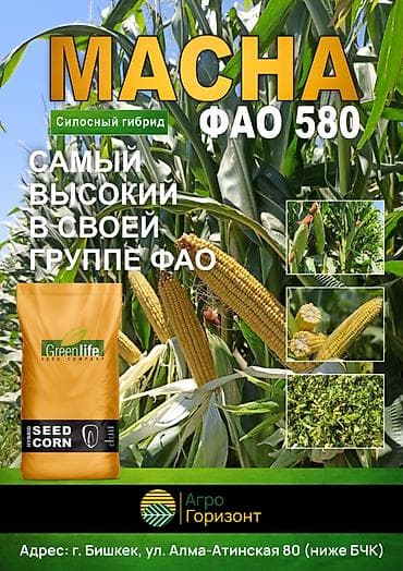 семина кукуруза: В наличии семена силосной кукурузы MACHA (ФАО 580) от турецкой — 3