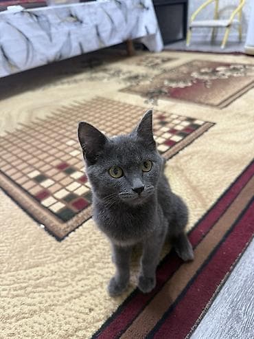 Серый котёнок с короткой плюшевой шерстью. Окрас ровный дымчато-серый
