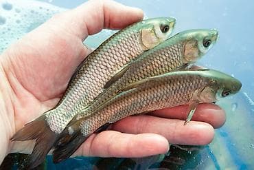 продам черешню: Мальки белого амура для зарыбления водоёмов малёк амура 580сом за 1кг — 2