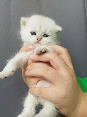 кошка скотиш: Открыли бронь на наших шотландских котят 🐾 Малышам уже 1 месяц, растут — 9