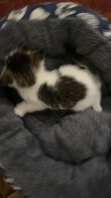 мейн кун котята цена: 1 месяц, Мальчик, Приучена к лотку — 2