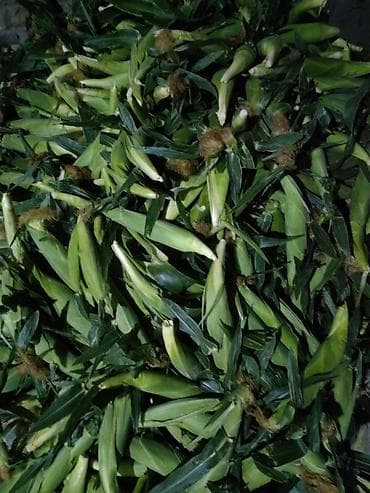 Продукты питания: Кукуруза Оптом — 2