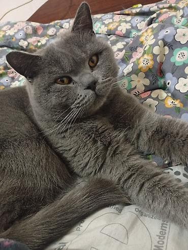 коротколапая кошка: Кошка даром: Британская короткошёрстная, 1 год, Мальчик, Кастрирована, Приучена к лотку, С документами — 1