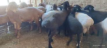 эшек жаныбар: Сатам | Козу, Кочкор (эркек) | Союуга, Көбөйтүү үчүн | Жасалма жол менен боозутуу — 2