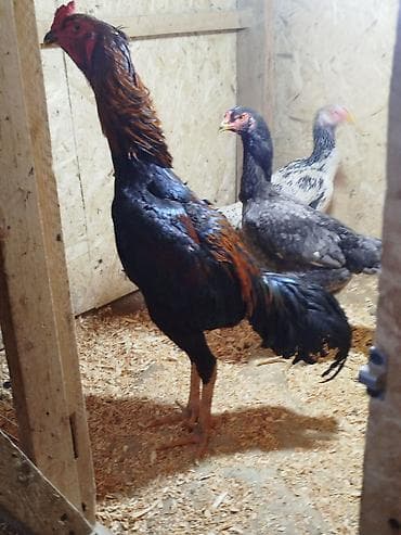 Үй жаныбарлары: Дакан Короздор сатылат 4 штук бар активный алмашу жолдору бар адрес — 5