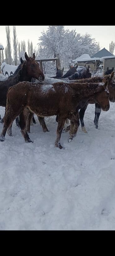 Грызуны: Продаю | Жеребенок — 1