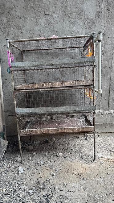 куриная клетка: Продаю клетку для перепелов — 6