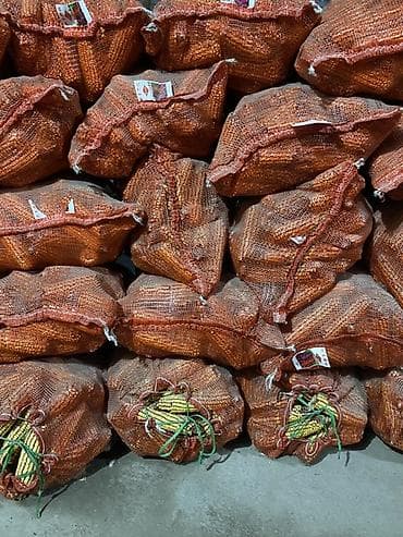 аквариумы с рыбками: Кукуруза в початках в сетчатых мешках - Натуральная кукуруза в — 1
