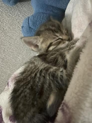 рэгдолл кошка купить: Котята домашние, аккуратные и ласковые. - Окрас: один полностью — 6