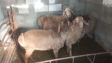 дикие кошки: Продаю | Овца (самка) | Для разведения | Ярка — 3