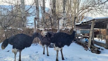 кошка бишкек: Страустар сатылат .3 баш — 3