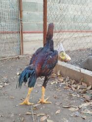 номер приюта для животных бишкек: Продаю | Куры — 6