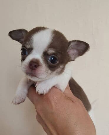 охотник ит: Продам породных щенков чихуахуа, кобель и сука, 45 дней, с — 5