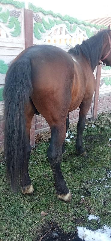 Собаки: Продаю | Жеребец | Для разведения | Племенные — 9