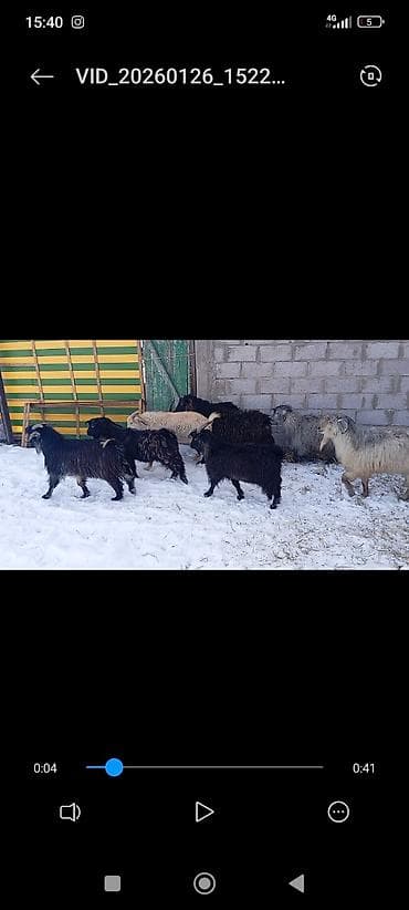 Башка жаныбарлар: Сатам | Теке (эркек) | Көбөйтүү үчүн | Асыл тукумдуу — 4