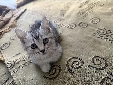 дивон рекс: Котёнок, серебристо-серый тигровый окрас (серебристый табби). Короткая — 4