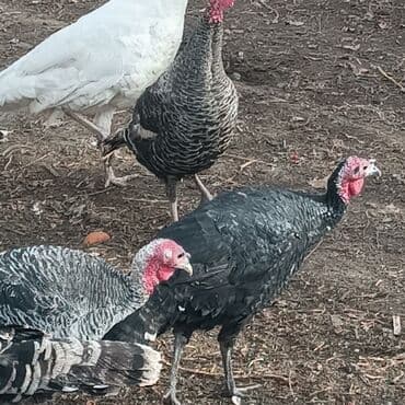 продать животных: Продаю | Петух | Домашняя | На забой — 4
