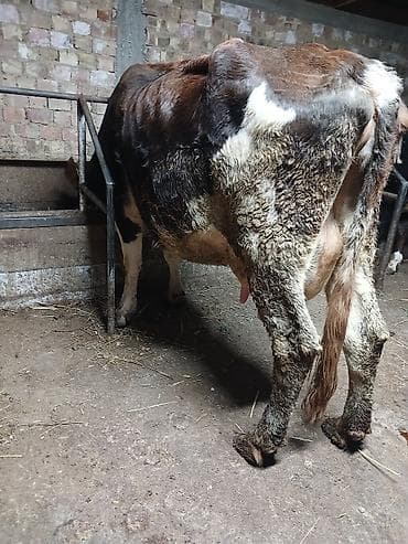 сементал уйлар: Продаю | Корова (самка) | Полукровка | Для молока | После отела — 3