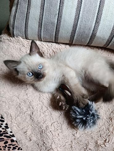 сиямские кошки: Сиамская, 2 месяца, Девочка — 3
