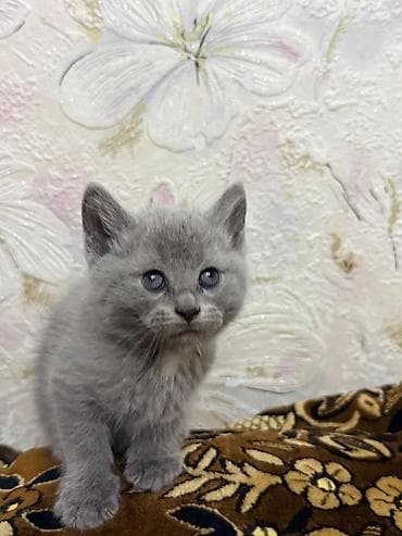 шотландский скоттиш страйт: Скотиш Страйт (Шотландская прямоухая), 2 месяца, Мальчик, Серый, Приучена к лотку — 7