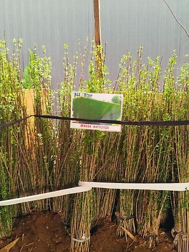 садовое: Саженцы для живой изгороди - Порода: кустарники для плотной зеленой — 1