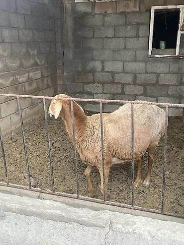 кролики калифорния купить: Продаю | Овца (самка) | Для разведения | Матка — 5