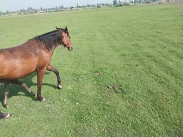 продаю кунан: Продаю | Кобыла (самка) | Для разведения — 4