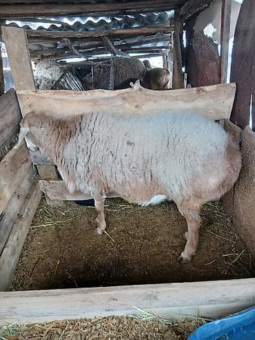 ит аттары: Сатам | Кочкор (эркек) | Аргын | Көбөйтүү үчүн | Жасалма жол менен боозутуу — 3