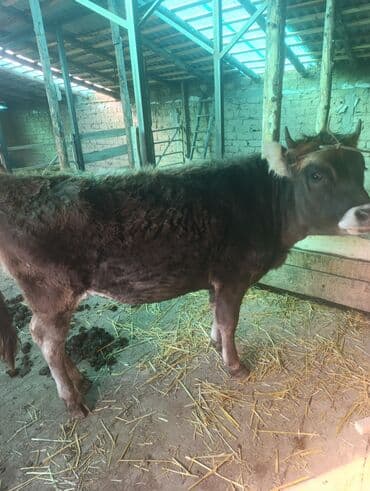 дом животных: Продаю | Тёлка | Полукровка | На откорм | Привязанные — 3