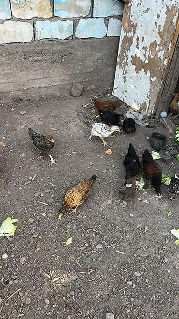 простые куры: Продаю | Цыплята | Для разведения — 2