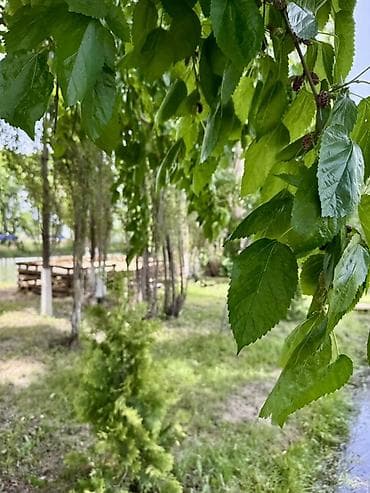 скамейки из дерева: @Fazenda.Resort + Зона отдыха у пруда в тени деревьев - Локация на — 8