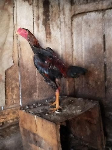 Мышыктар: Сатам | Короздор | Тебиштирүүчү | Көбөйтүү үчүн — 2