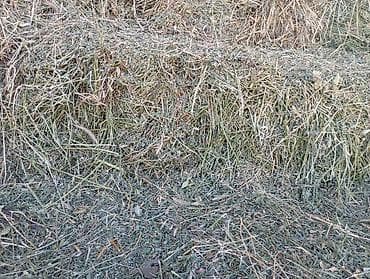 клеверь: 430 — 2