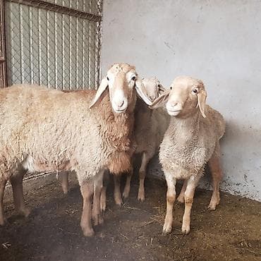 абиссинская кошка бишкек: Продаю | Ягненок, Баран (самец) | Арашан — 4