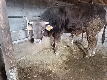 собака питбуль: Продаю | Бык (самец) | На откорм | Привязанные — 4