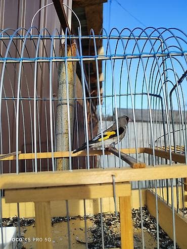 продаю кармушки: Щегол — 1