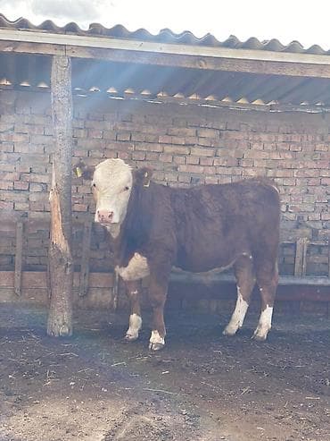 ветеринар вызов дом в бишкеке: Продаю | Бык (самец) | Герефорд | На откорм | Племенные — 3