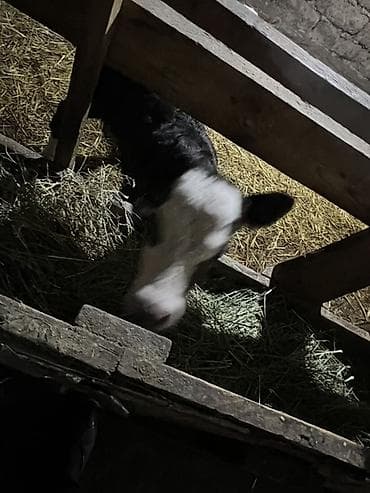 продаю бычки: Продаю | Музоо, торпок | На откорм — 4